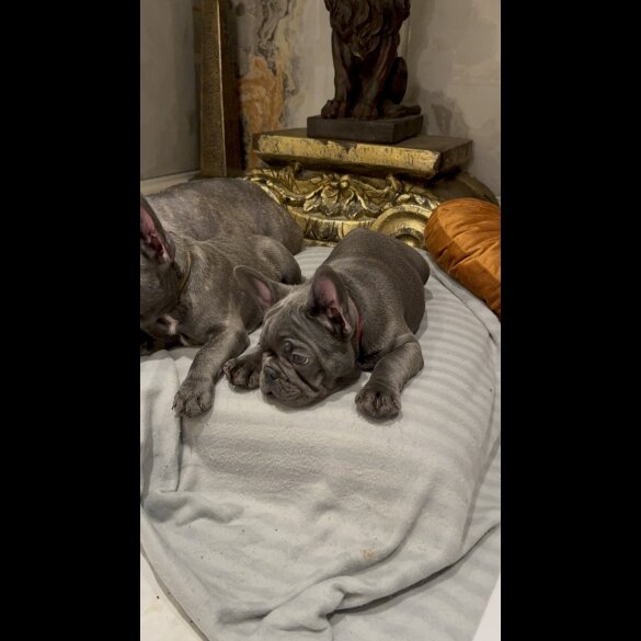 French Bulldog - Both