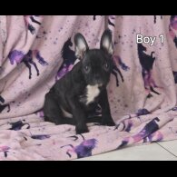 French Bulldog - Both
