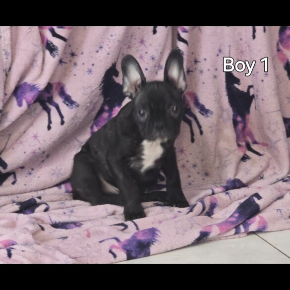 French Bulldog - Both
