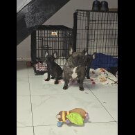 French Bulldog - Both