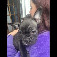 French Bulldog - Both