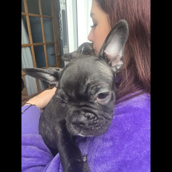 French Bulldog - Both