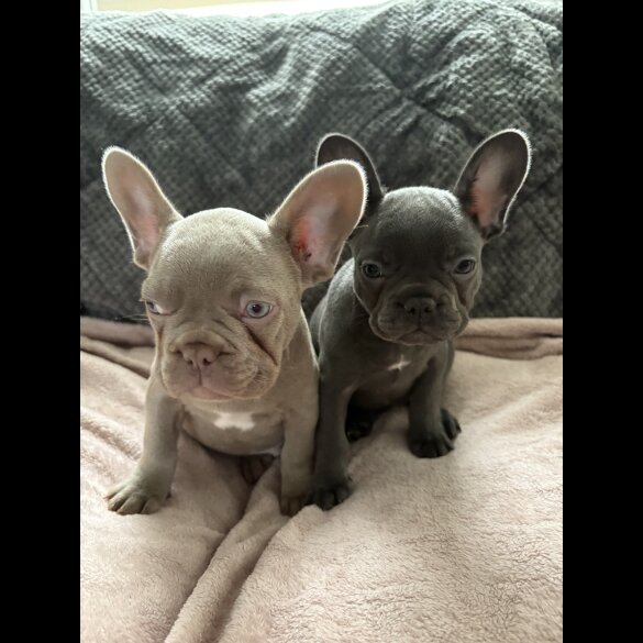 French Bulldog - Both