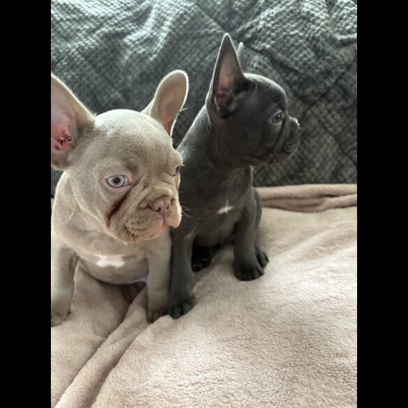 French Bulldog - Both