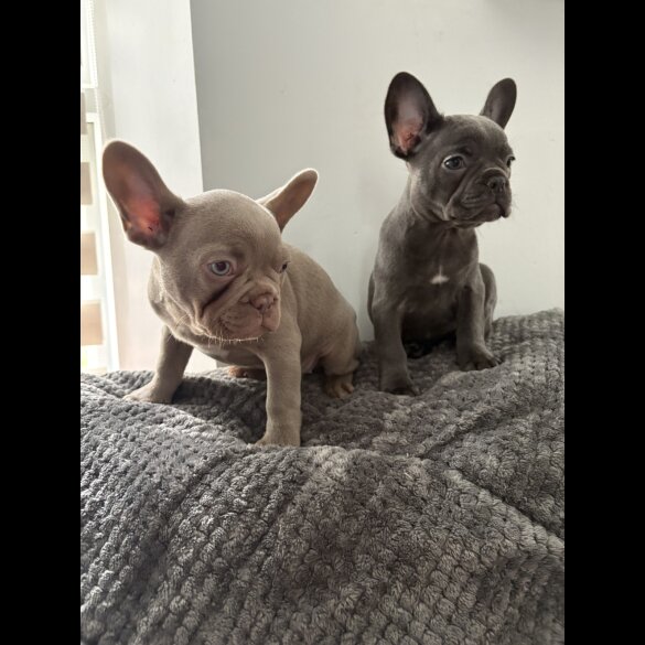 French Bulldog - Both