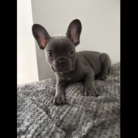 French Bulldog - Both