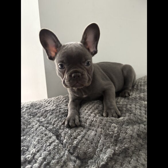 French Bulldog - Both
