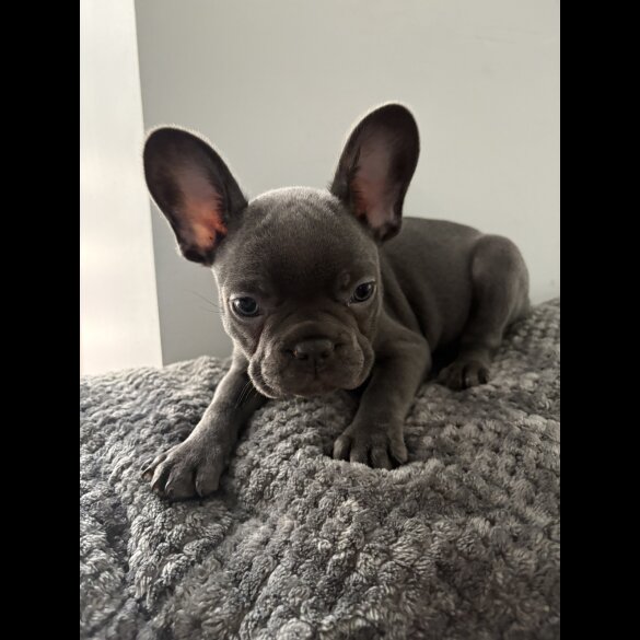French Bulldog - Both