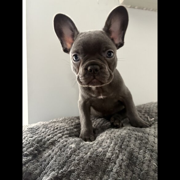 French Bulldog - Both