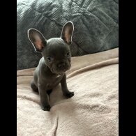 French Bulldog - Both
