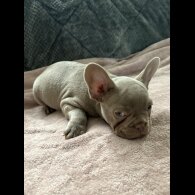 French Bulldog - Both