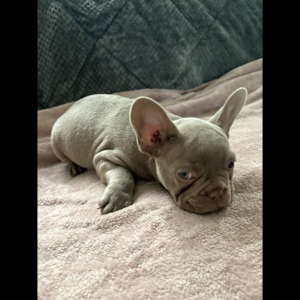 French Bulldog - Both
