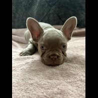 French Bulldog - Both
