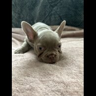 French Bulldog - Both