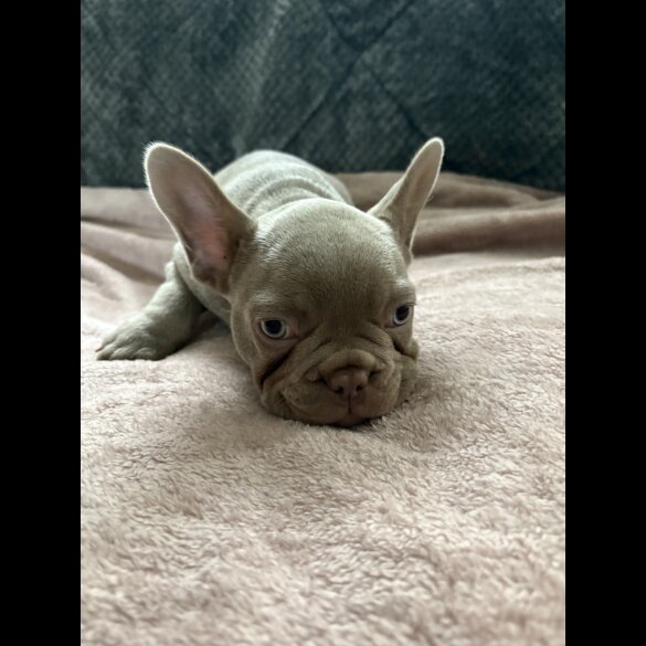 French Bulldog - Both