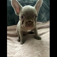 French Bulldog - Both