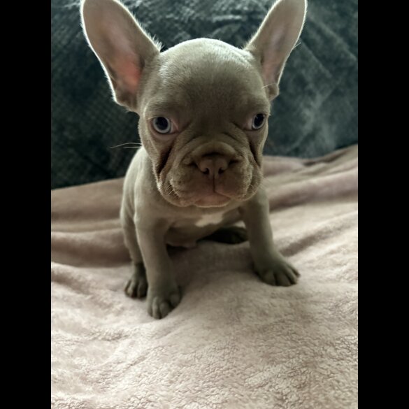 French Bulldog - Both