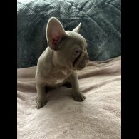 French Bulldog - Both