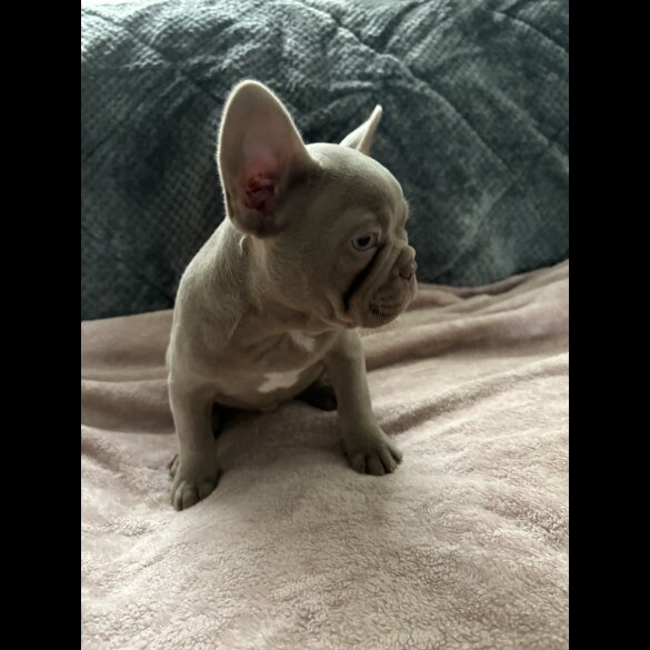 French Bulldog - Both