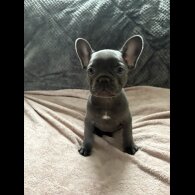 French Bulldog - Both