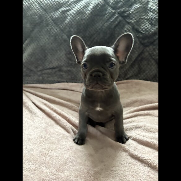 French Bulldog - Both