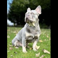 French Bulldog