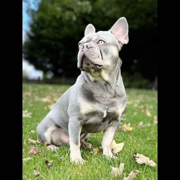 French Bulldog