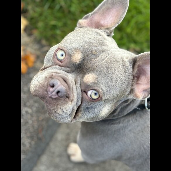 French Bulldog
