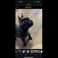 French Bulldog - Both