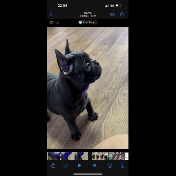 French Bulldog - Both