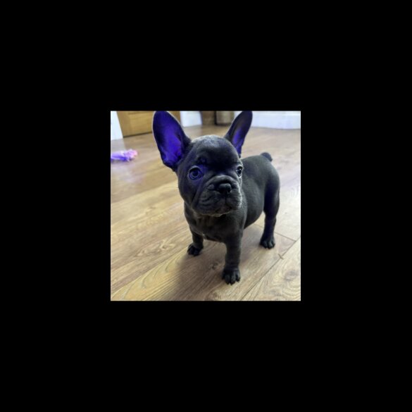 French Bulldog - Both