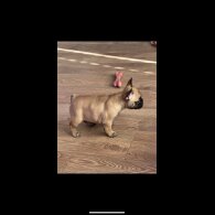 French Bulldog - Both