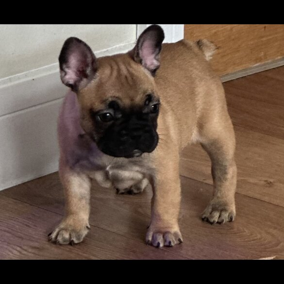 French Bulldog - Both