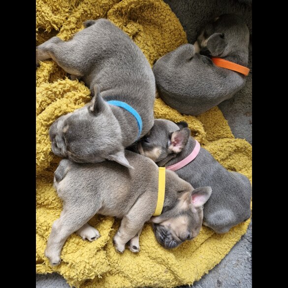 French Bulldog - Both