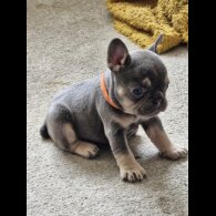 French Bulldog - Both