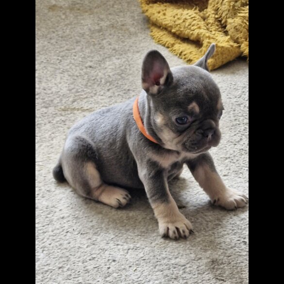 French Bulldog - Both
