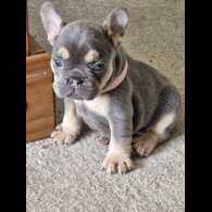 French Bulldog - Both