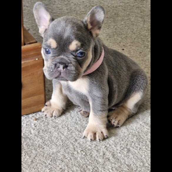 French Bulldog - Both