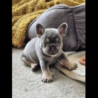 French Bulldog - Both