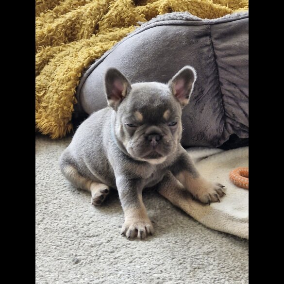 French Bulldog - Both