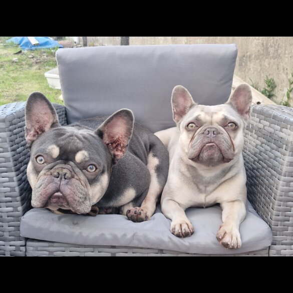 French Bulldog - Both
