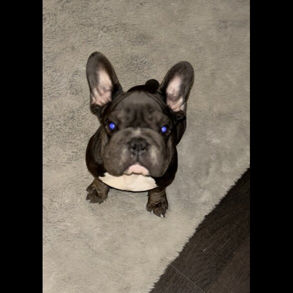 French Bulldog - Bitches