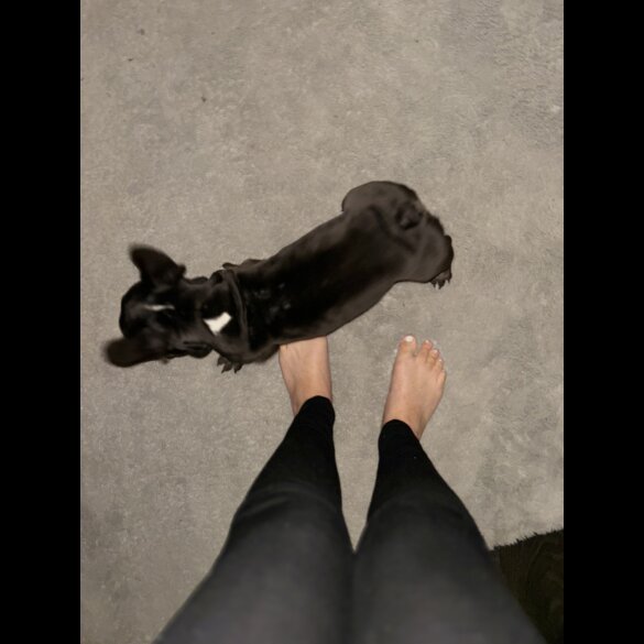 French Bulldog - Bitches