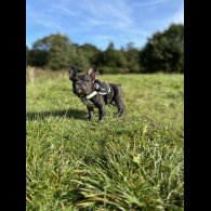 French Bulldog - Bitches
