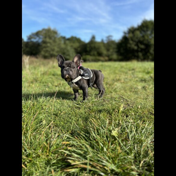 French Bulldog - Bitches
