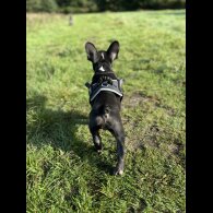 French Bulldog - Bitches