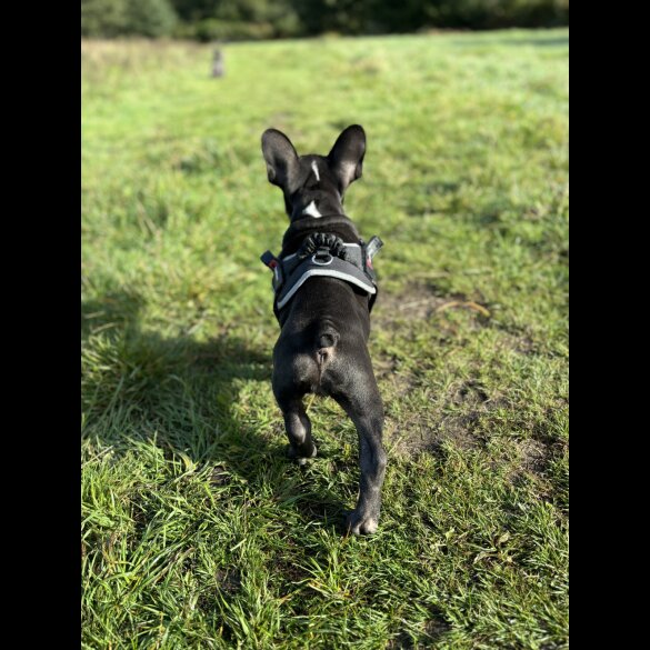 French Bulldog - Bitches