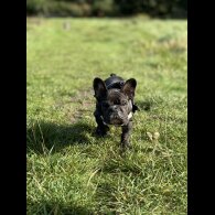 French Bulldog - Bitches