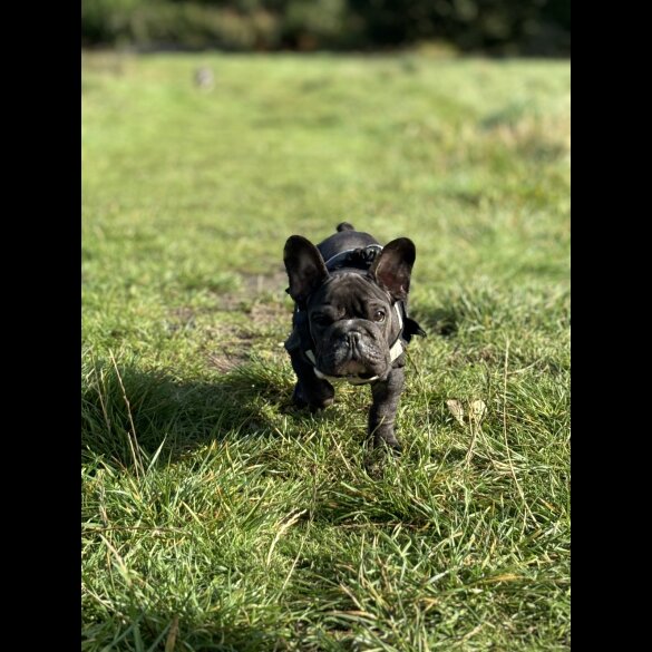 French Bulldog - Bitches