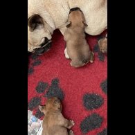 French Bulldog - Bitches